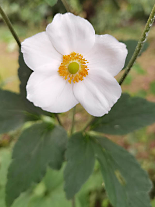 Anemone japonica